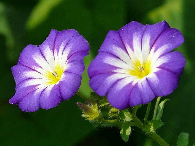 violette